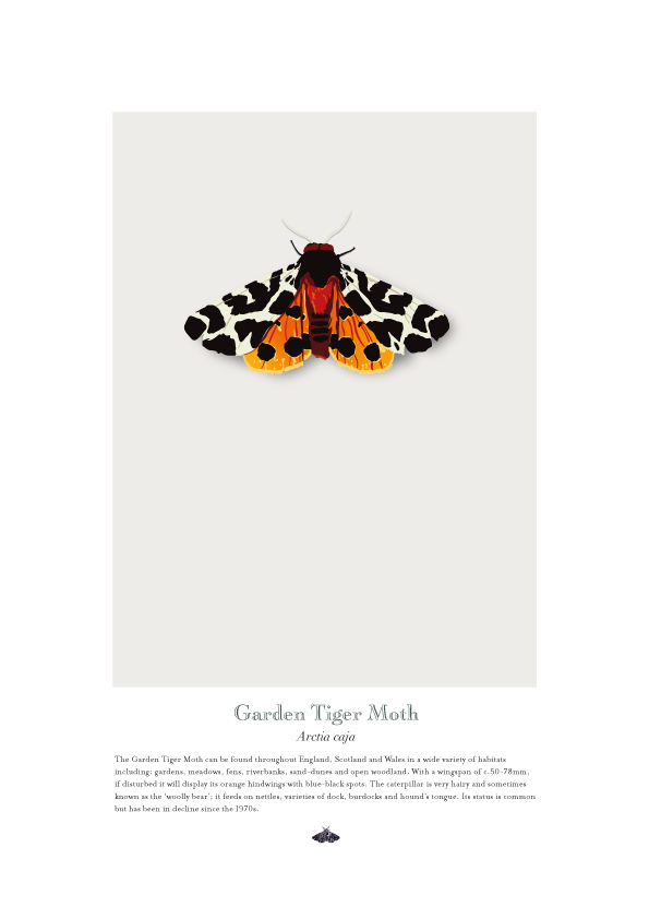 Tiger Moth Poster
